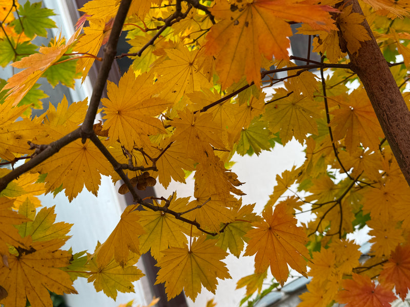 Acer pseudosieboldianum ssp takesimense Ulleung-do Island Maple