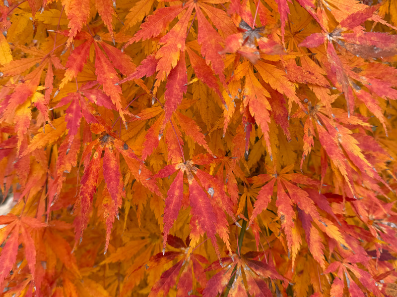 Acer palmatum 'Fountain of Youth' Japanese Maple