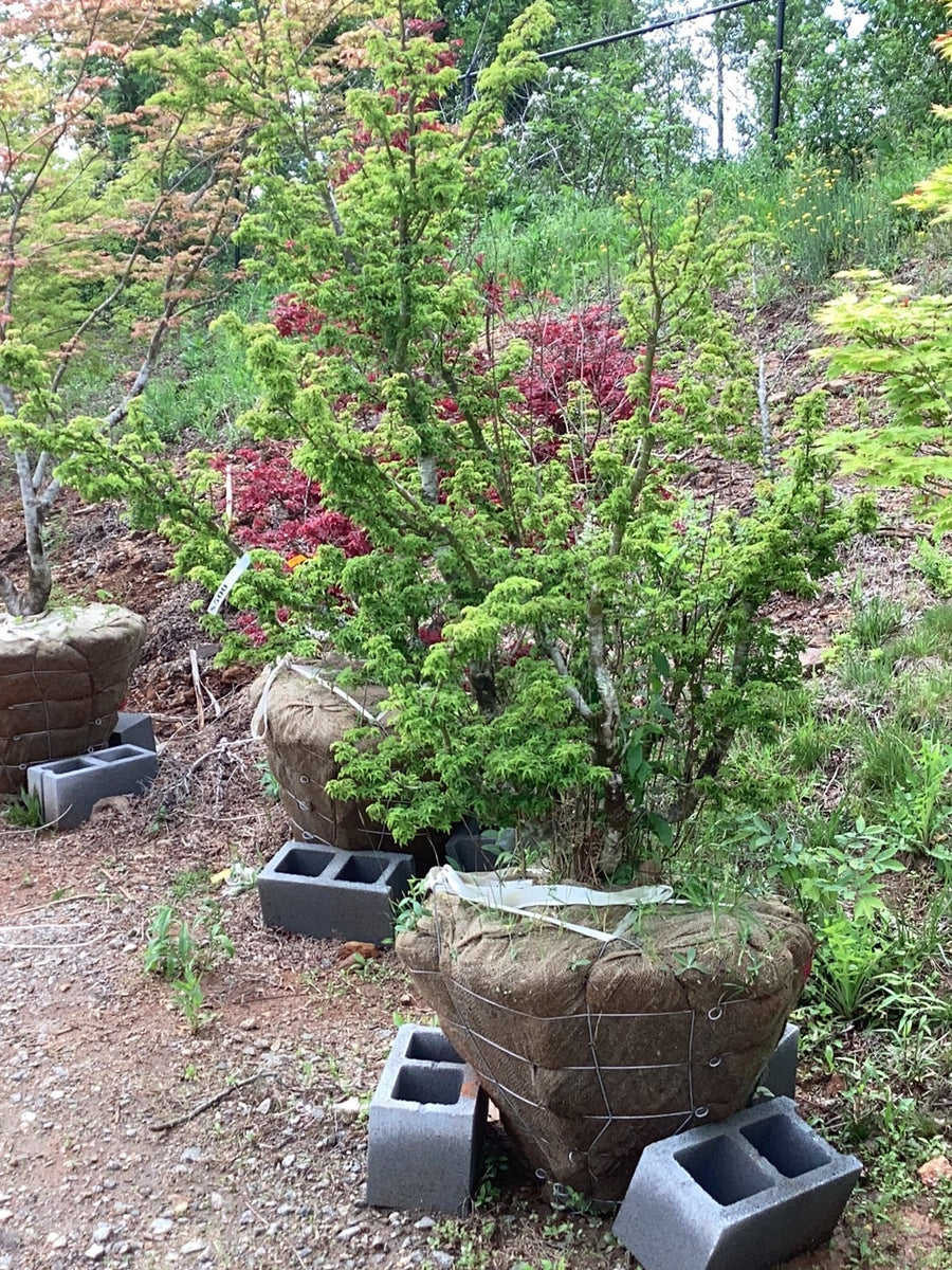 Buy Acer palmatum 'Shishigashira' Lion's Head Japanese Maple — Mr Maple │  Buy Japanese Maple Trees