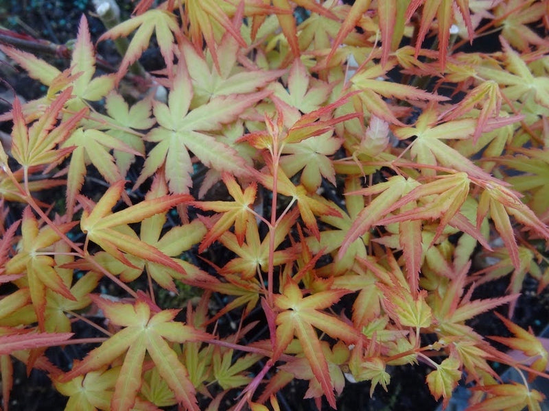 - Acer palmatum 'Golden Falls' Weeping Golden Japanese Maple - Mr Maple │ Buy Japanese Maple Trees