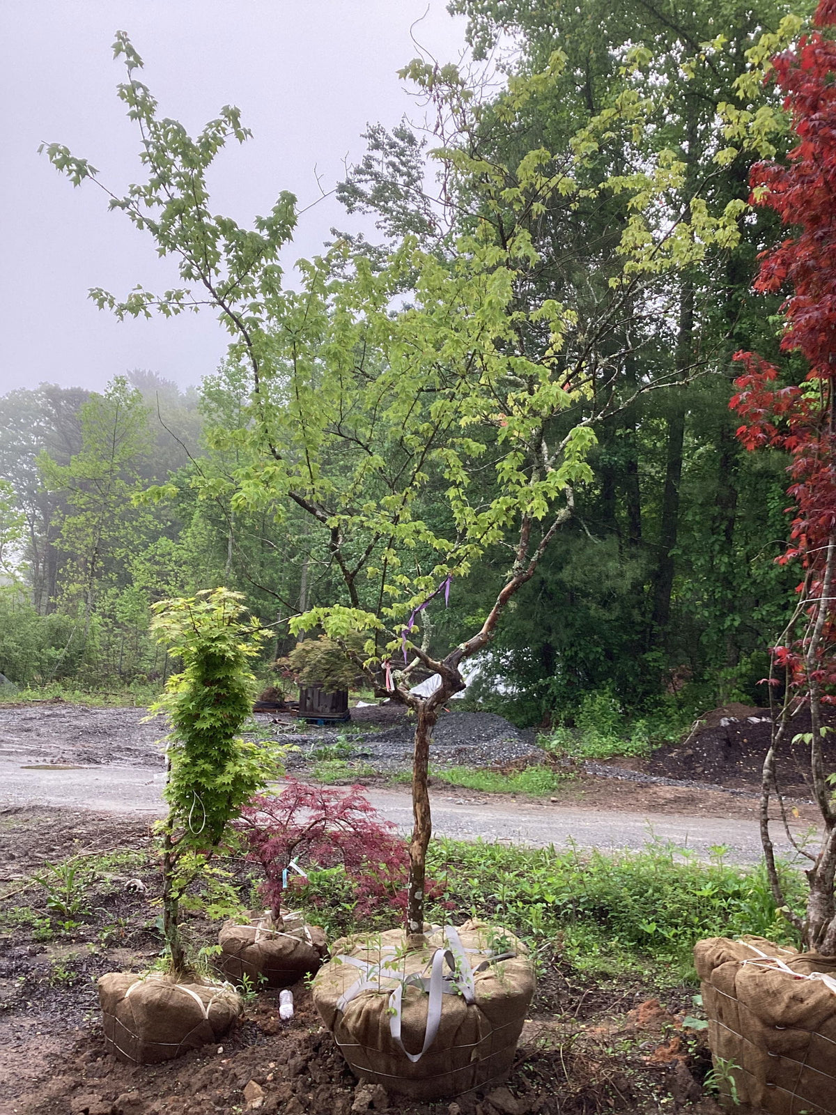 Buy Acer buergerianum Angyo Weeping Trident Maple Tree — Mr Maple │ Buy ...