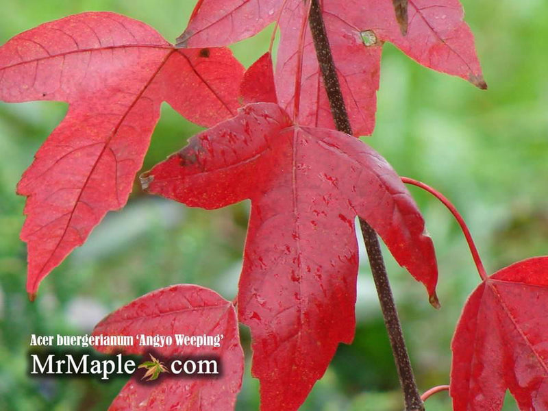 - FOR PICKUP ONLY | Acer buergerianum 'Angyo Weeping' Trident Maple Tree | DOES NOT SHIP - Mr Maple │ Buy Japanese Maple Trees
