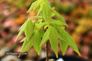 - FOR PICKUP ONLY | Acer buergerianum 'Angyo Weeping' Trident Maple Tree | DOES NOT SHIP - Mr Maple │ Buy Japanese Maple Trees