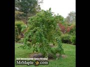 - FOR PICKUP ONLY | Acer buergerianum 'Angyo Weeping' Trident Maple Tree | DOES NOT SHIP - Mr Maple │ Buy Japanese Maple Trees
