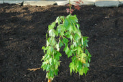 - FOR PICKUP ONLY | Acer buergerianum 'Angyo Weeping' Trident Maple Tree | DOES NOT SHIP - Mr Maple │ Buy Japanese Maple Trees