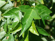 - FOR PICKUP ONLY | Acer buergerianum 'Angyo Weeping' Trident Maple Tree | DOES NOT SHIP - Mr Maple │ Buy Japanese Maple Trees