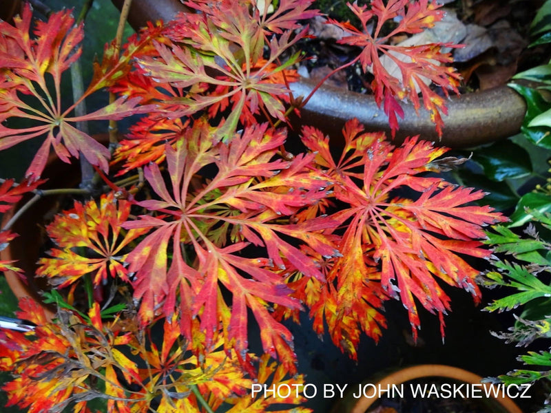 - FOR PICKUP ONLY | Acer japonicum 'Abby’s Weeping' Dwarf Full Moon Japanese Maple | DOES NOT SHIP - Mr Maple │ Buy Japanese Maple Trees