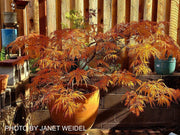 - FOR PICKUP ONLY | Acer japonicum 'Abby’s Weeping' Dwarf Full Moon Japanese Maple | DOES NOT SHIP - Mr Maple │ Buy Japanese Maple Trees