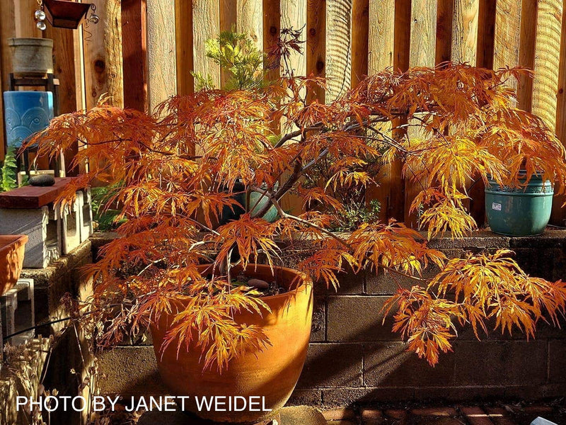 - FOR PICKUP ONLY | Acer japonicum 'Abby’s Weeping' Dwarf Full Moon Japanese Maple | DOES NOT SHIP - Mr Maple │ Buy Japanese Maple Trees