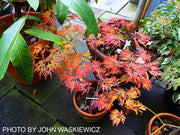 - FOR PICKUP ONLY | Acer japonicum 'Abby’s Weeping' Dwarf Full Moon Japanese Maple | DOES NOT SHIP - Mr Maple │ Buy Japanese Maple Trees