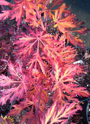- FOR PICKUP ONLY | Acer japonicum 'Abby’s Weeping' Dwarf Full Moon Japanese Maple | DOES NOT SHIP - Mr Maple │ Buy Japanese Maple Trees