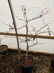 - FOR PICKUP ONLY | Acer japonicum 'Abby’s Weeping' Dwarf Full Moon Japanese Maple | DOES NOT SHIP - Mr Maple │ Buy Japanese Maple Trees