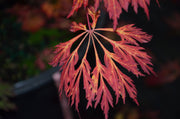 - FOR PICKUP ONLY | Acer japonicum 'Abby’s Weeping' Dwarf Full Moon Japanese Maple | DOES NOT SHIP - Mr Maple │ Buy Japanese Maple Trees