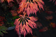 - FOR PICKUP ONLY | Acer japonicum 'Abby’s Weeping' Dwarf Full Moon Japanese Maple | DOES NOT SHIP - Mr Maple │ Buy Japanese Maple Trees