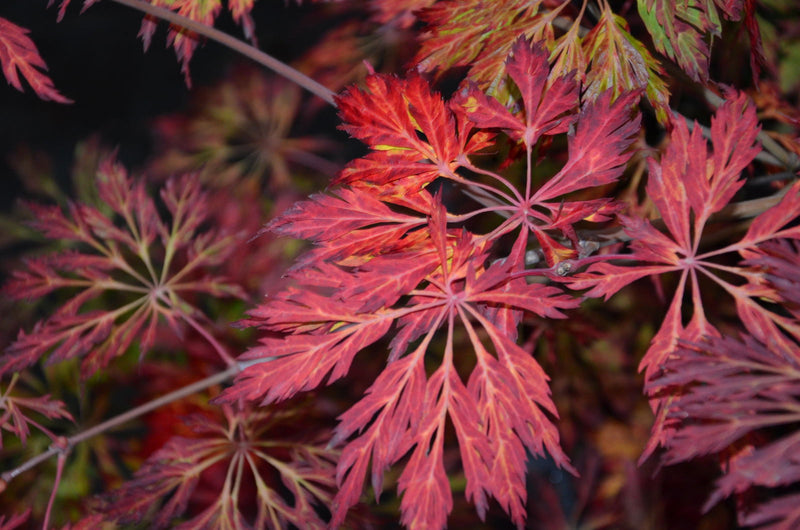 - FOR PICKUP ONLY | Acer japonicum 'Abby’s Weeping' Dwarf Full Moon Japanese Maple | DOES NOT SHIP - Mr Maple │ Buy Japanese Maple Trees