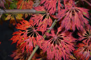 - FOR PICKUP ONLY | Acer japonicum 'Abby’s Weeping' Dwarf Full Moon Japanese Maple | DOES NOT SHIP - Mr Maple │ Buy Japanese Maple Trees