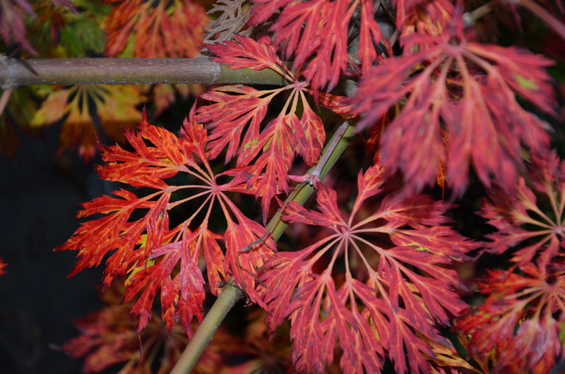 - FOR PICKUP ONLY | Acer japonicum 'Abby’s Weeping' Dwarf Full Moon Japanese Maple | DOES NOT SHIP - Mr Maple │ Buy Japanese Maple Trees
