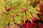 - FOR PICKUP ONLY | Acer japonicum 'Abby’s Weeping' Dwarf Full Moon Japanese Maple | DOES NOT SHIP - Mr Maple │ Buy Japanese Maple Trees