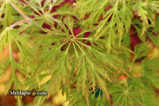 - FOR PICKUP ONLY | Acer japonicum 'Abby’s Weeping' Dwarf Full Moon Japanese Maple | DOES NOT SHIP - Mr Maple │ Buy Japanese Maple Trees