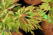 - FOR PICKUP ONLY | Acer japonicum 'Abby’s Weeping' Dwarf Full Moon Japanese Maple | DOES NOT SHIP - Mr Maple │ Buy Japanese Maple Trees