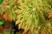 - FOR PICKUP ONLY | Acer japonicum 'Abby’s Weeping' Dwarf Full Moon Japanese Maple | DOES NOT SHIP - Mr Maple │ Buy Japanese Maple Trees