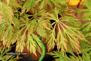 - FOR PICKUP ONLY | Acer japonicum 'Abby’s Weeping' Dwarf Full Moon Japanese Maple | DOES NOT SHIP - Mr Maple │ Buy Japanese Maple Trees