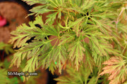 - FOR PICKUP ONLY | Acer japonicum 'Abby’s Weeping' Dwarf Full Moon Japanese Maple | DOES NOT SHIP - Mr Maple │ Buy Japanese Maple Trees