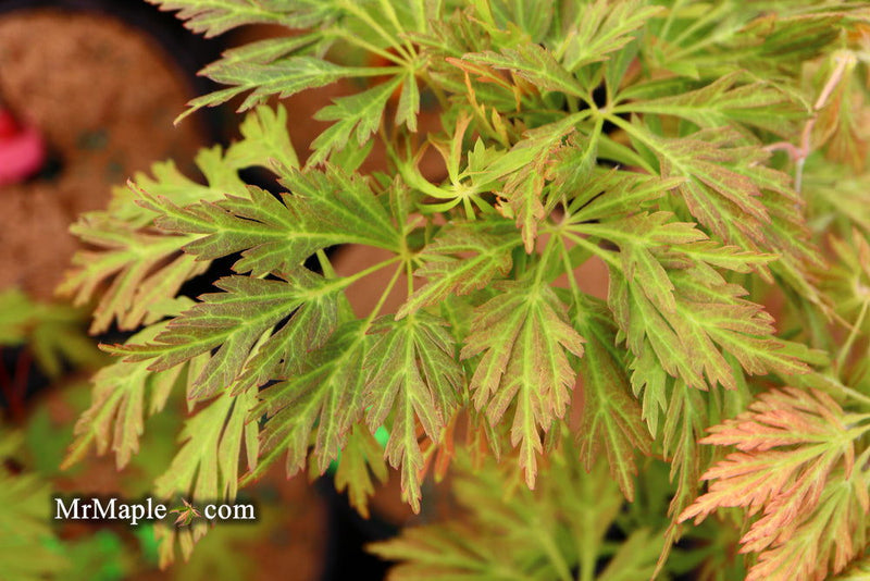 - FOR PICKUP ONLY | Acer japonicum 'Abby’s Weeping' Dwarf Full Moon Japanese Maple | DOES NOT SHIP - Mr Maple │ Buy Japanese Maple Trees