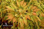 - FOR PICKUP ONLY | Acer japonicum 'Abby’s Weeping' Dwarf Full Moon Japanese Maple | DOES NOT SHIP - Mr Maple │ Buy Japanese Maple Trees