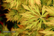 - FOR PICKUP ONLY | Acer japonicum 'Abby’s Weeping' Dwarf Full Moon Japanese Maple | DOES NOT SHIP - Mr Maple │ Buy Japanese Maple Trees