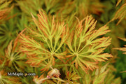 - FOR PICKUP ONLY | Acer japonicum 'Abby’s Weeping' Dwarf Full Moon Japanese Maple | DOES NOT SHIP - Mr Maple │ Buy Japanese Maple Trees