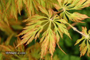 - FOR PICKUP ONLY | Acer japonicum 'Abby’s Weeping' Dwarf Full Moon Japanese Maple | DOES NOT SHIP - Mr Maple │ Buy Japanese Maple Trees