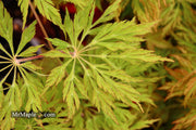 - FOR PICKUP ONLY | Acer japonicum 'Abby’s Weeping' Dwarf Full Moon Japanese Maple | DOES NOT SHIP - Mr Maple │ Buy Japanese Maple Trees