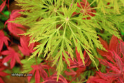- FOR PICKUP ONLY | Acer japonicum 'Abby’s Weeping' Dwarf Full Moon Japanese Maple | DOES NOT SHIP - Mr Maple │ Buy Japanese Maple Trees