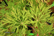 - FOR PICKUP ONLY | Acer japonicum 'Abby’s Weeping' Dwarf Full Moon Japanese Maple | DOES NOT SHIP - Mr Maple │ Buy Japanese Maple Trees