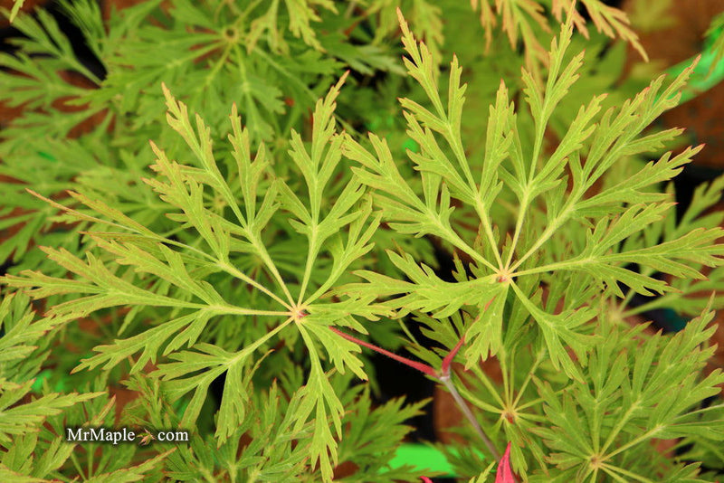 - FOR PICKUP ONLY | Acer japonicum 'Abby’s Weeping' Dwarf Full Moon Japanese Maple | DOES NOT SHIP - Mr Maple │ Buy Japanese Maple Trees