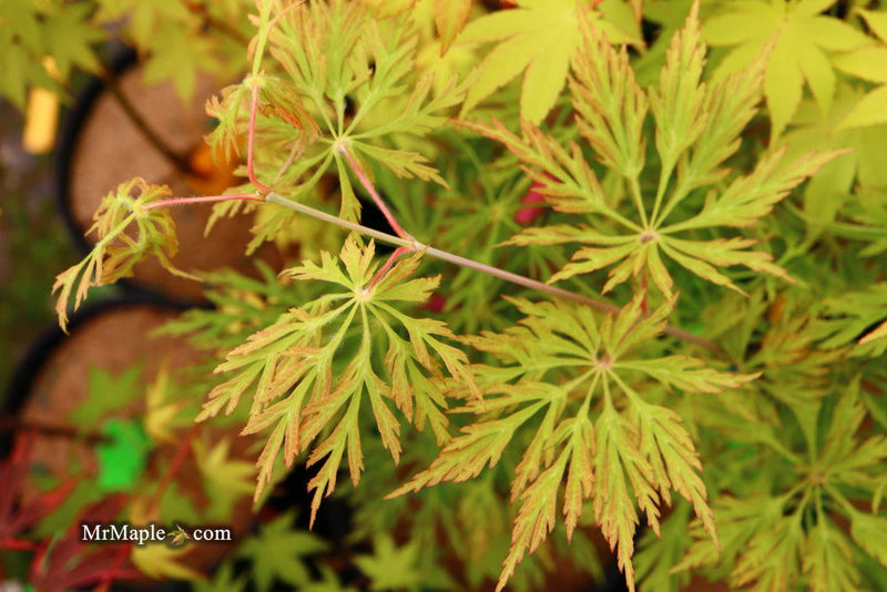 - FOR PICKUP ONLY | Acer japonicum 'Abby’s Weeping' Dwarf Full Moon Japanese Maple | DOES NOT SHIP - Mr Maple │ Buy Japanese Maple Trees