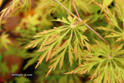 - FOR PICKUP ONLY | Acer japonicum 'Abby’s Weeping' Dwarf Full Moon Japanese Maple | DOES NOT SHIP - Mr Maple │ Buy Japanese Maple Trees