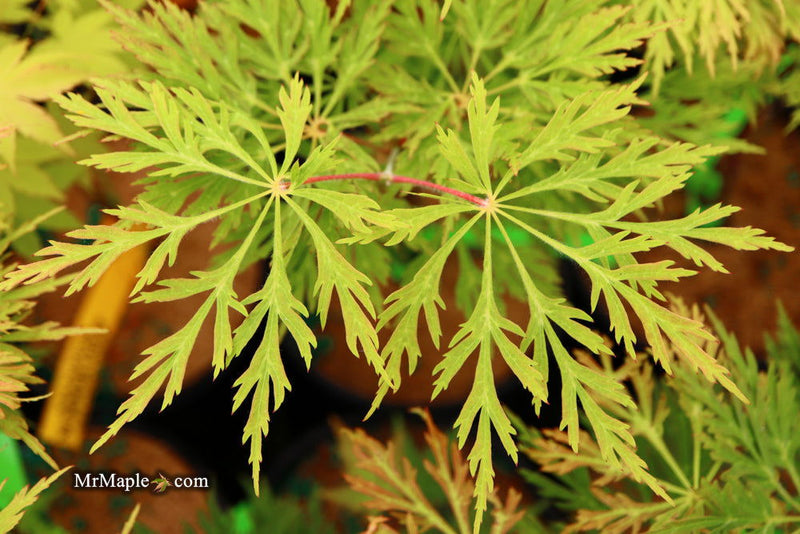 - FOR PICKUP ONLY | Acer japonicum 'Abby’s Weeping' Dwarf Full Moon Japanese Maple | DOES NOT SHIP - Mr Maple │ Buy Japanese Maple Trees