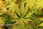 - FOR PICKUP ONLY | Acer japonicum 'Abby’s Weeping' Dwarf Full Moon Japanese Maple | DOES NOT SHIP - Mr Maple │ Buy Japanese Maple Trees