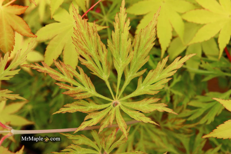 - FOR PICKUP ONLY | Acer japonicum 'Abby’s Weeping' Dwarf Full Moon Japanese Maple | DOES NOT SHIP - Mr Maple │ Buy Japanese Maple Trees