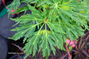 - FOR PICKUP ONLY | Acer japonicum 'Abby’s Weeping' Dwarf Full Moon Japanese Maple | DOES NOT SHIP - Mr Maple │ Buy Japanese Maple Trees