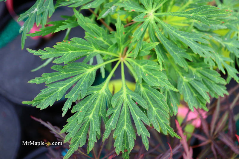 - FOR PICKUP ONLY | Acer japonicum 'Abby’s Weeping' Dwarf Full Moon Japanese Maple | DOES NOT SHIP - Mr Maple │ Buy Japanese Maple Trees