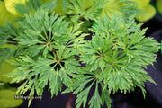 - FOR PICKUP ONLY | Acer japonicum 'Abby’s Weeping' Dwarf Full Moon Japanese Maple | DOES NOT SHIP - Mr Maple │ Buy Japanese Maple Trees