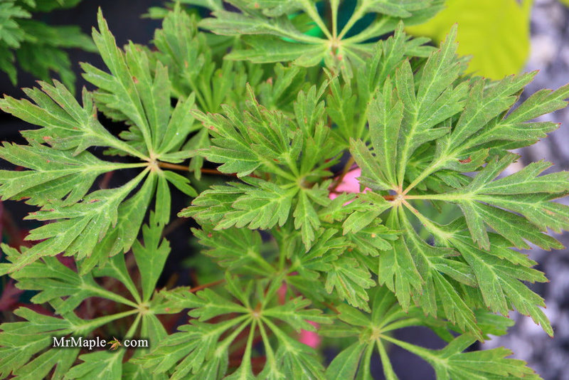 - FOR PICKUP ONLY | Acer japonicum 'Abby’s Weeping' Dwarf Full Moon Japanese Maple | DOES NOT SHIP - Mr Maple │ Buy Japanese Maple Trees
