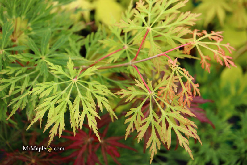 - FOR PICKUP ONLY | Acer japonicum 'Abby’s Weeping' Dwarf Full Moon Japanese Maple | DOES NOT SHIP - Mr Maple │ Buy Japanese Maple Trees