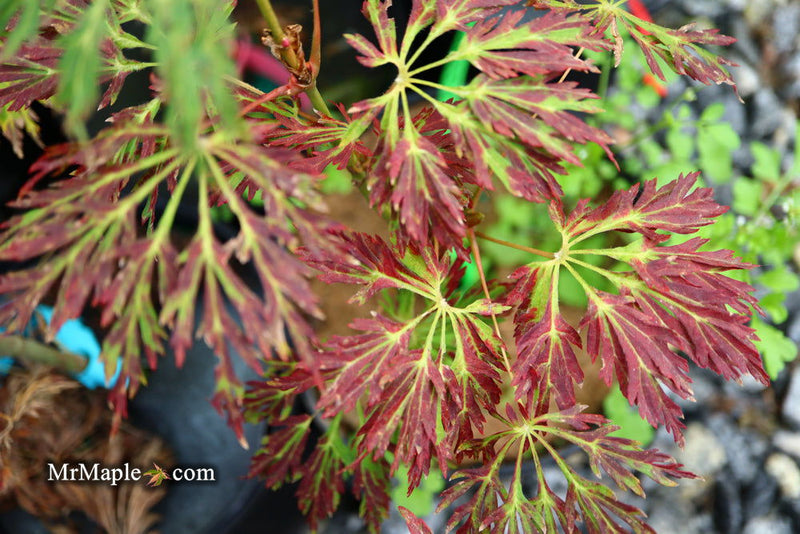 - FOR PICKUP ONLY | Acer japonicum 'Abby’s Weeping' Dwarf Full Moon Japanese Maple | DOES NOT SHIP - Mr Maple │ Buy Japanese Maple Trees