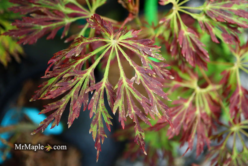 - FOR PICKUP ONLY | Acer japonicum 'Abby’s Weeping' Dwarf Full Moon Japanese Maple | DOES NOT SHIP - Mr Maple │ Buy Japanese Maple Trees