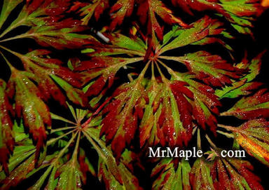 - FOR PICKUP ONLY | Acer japonicum 'Oregon Fern' Full Moon Japanese Maple | DOES NOT SHIP - Mr Maple │ Buy Japanese Maple Trees