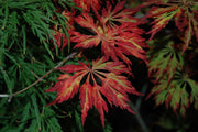 - FOR PICKUP ONLY | Acer japonicum 'Oregon Fern' Full Moon Japanese Maple | DOES NOT SHIP - Mr Maple │ Buy Japanese Maple Trees